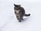 Winter fluffy cat snow gray