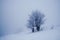 Winter foggy snowy minimalism. Lonely tree on a snowy slope