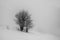 Winter foggy snowy minimalism. Lonely tree on a snowy slope