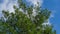 Winter foliage of evergreen Sequoia sempervirens Coast Redwood Tree on blue sky background in autumn park