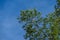 Winter foliage of evergreen Sequoia sempervirens Coast Redwood Tree on blue sky background in autumn park Sochi