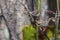 Winter foliage macro close up bokeh background brown vines green foliage