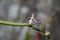 Winter foliage macro close up bokeh background brown vines green foliage sharp