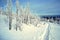 Winter foot-path with trees