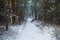 Winter footpath in the forest