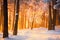 Winter forest background. Winter park lit with warm sunshine. Tranquil winter background