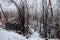 Winter Forest at Biei Blue Pond