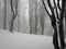 Winter forest in Bieszczady, Poland.