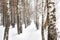 Winter forest, birch grove and snow. Alley among birches, blizzard