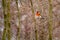 Winter. forest bird on a tree on a cold, winter day