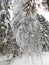 winter forest in bohemina forest Sumava national park large amunt of snow