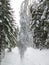 winter forest in bohemina forest Sumava national park large amunt of snow