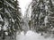 winter forest in bohemina forest Sumava national park large amunt of snow