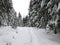 winter forest in bohemina forest Sumava national park large amunt of snow