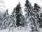 winter forest in bohemina forest Sumava national park large amunt of snow