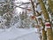 winter forest in bohemina forest Sumava national park large amunt of snow