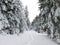 winter forest in bohemina forest Sumava national park large amunt of snow