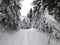 winter forest in bohemina forest Sumava national park large amunt of snow