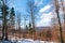 Winter forest in the Carpathian Mountains, sunny day