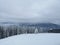 Winter forest in the Carpathians