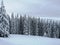 Winter forest in the Carpathians