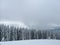 Winter forest in the Carpathians