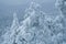 winter forest, cedars in the mountains covered with snow, in hoarfrost, small cedar cones on snowy branches