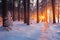 Winter forest. Christmas sunrise in snowy forest.