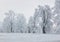 Winter Forest clouds Landscape - Travel serene scenery