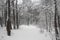 Winter forest is covered with snow