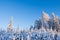 Winter forest covered with snow