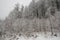 Winter forest covered in snow