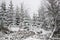 Winter forest covered in snow