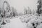 Winter forest covered in snow