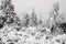 Winter forest covered in snow