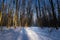 Winter forest divided by narrow countryside dirt road with snow, tire tracks, sun dawn, long shadows of bare trees, popular route