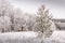 Winter forest. At the edge there is a lonely pine tree, all needles in hoarfrost