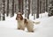 Winter. Forest. An English cocker spaniel of a orange roan color stands in the snow and looks into the frame