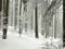 winter forest with frost covered trees