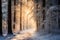 Winter forest with frost and snow, sun rays penetrate through the trees