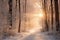 Winter forest with frost and snow, sun rays penetrate through the trees