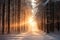 Winter forest with frost and snow, sun rays penetrate through the trees