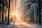 Winter forest with frost and snow, sun rays penetrate through the trees