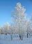 Winter forest. Frosty birchs