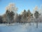 Winter forest. Frosty trees