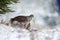 Winter forest with Goshawk. Wildlife scene from Germany nature. Bird of prey Goshawk kill bird and sitting on the snow meadow with