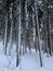 Winter forest with great snow. Pine trees with fresh snow