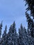 Winter forest with great snow. Pine trees with fresh snow