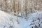 Winter Forest, Grove, Trees in the snow