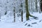 Winter in the forest in Harz